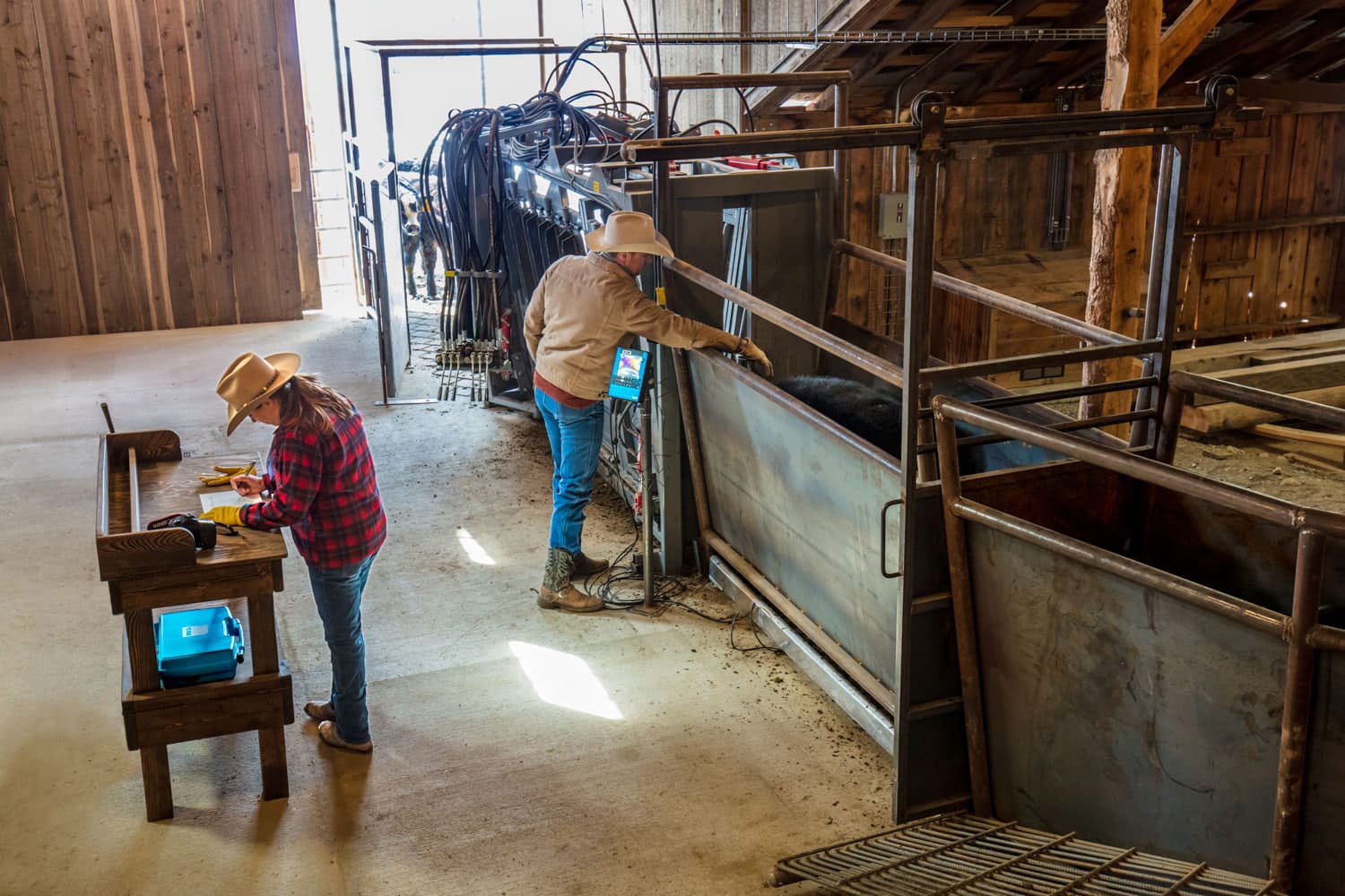 A cowboy and cowgirl work together to vaccinate cattle on a ranch near Big Timber, Montana.