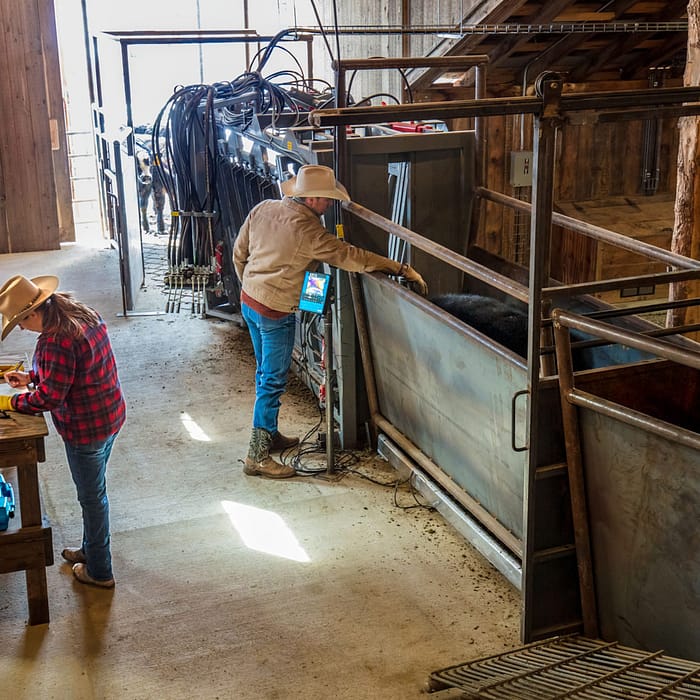 A cowboy and cowgirl work together to vaccinate cattle on a ranch near Big Timber, Montana.